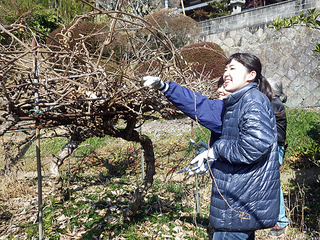 k01_nokaminpaku20170227.jpg